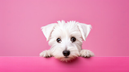 White Puppy Poking Head Over Pink