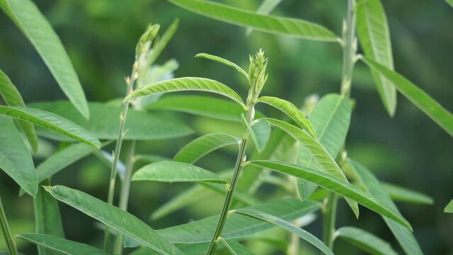 Crotalaria juncea (orok-orok, lambau, sun hemp, sunn hemp, brown hemp). This plant is usually used for fertilizer and has the potential to be bio-fuel