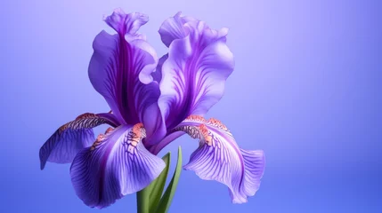 Gordijnen Vibrant purple iris flower in full bloom against a solid blue background, with detailed petals. © tashechka