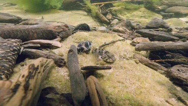 Bullhead (Cottus gobio) swimming at the river bottom. Underwater footage in the little creek. Close-up wildlife animal. Freshwater fish in nature habitat.