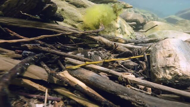Bullhead (Cottus gobio) swimming at the river bottom. Underwater footage in the little creek. Close-up wildlife animal. Freshwater fish in nature habitat.