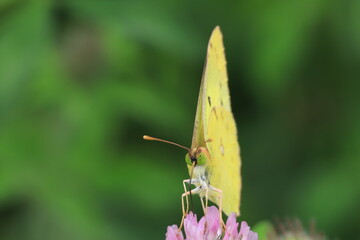 蜜を吸うモンキチョウ