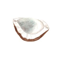 Watercolor cut coconut, isolated hand drawn illustration