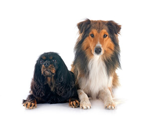 cavalier king charles and shetland sheepdog