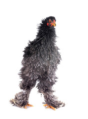 curly Brahma chicken