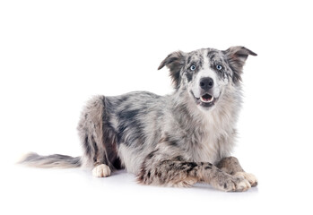 Fototapeta premium border collie in studio