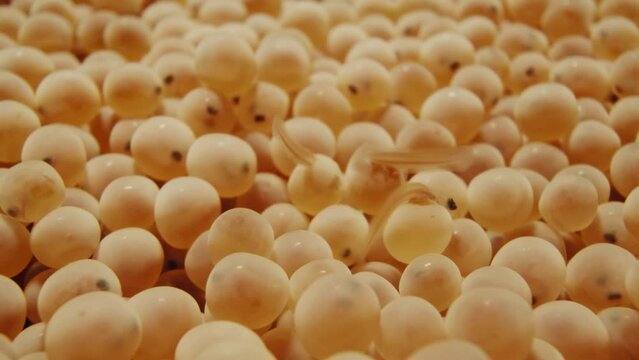 Trout/salmon eggs as eyed eggs, and are in the process of hatching. Footage from a fish farm.