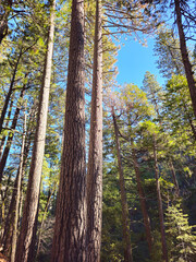 Beautiful nature. Lake Tahoe. USA.