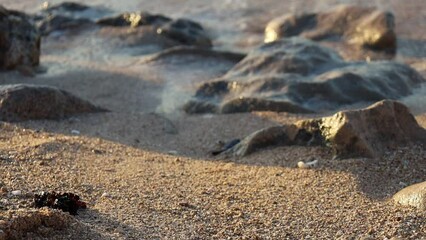 Video of the first steps of a green turtle on the beach. Leaving the sand for the ocean. Cute and magical wildlife moment. Ningaloo Marine Park. Cape Range national park in Exmouth, Western Australia.