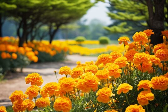 Park blossoms with vibrant marigold flowers. Generative AI