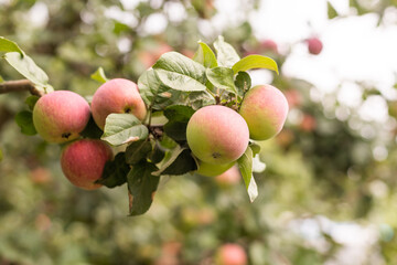Autumn day. Rural garden. In the frame ripe red apples on a tree. Ukraine