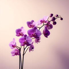 A bunch of purple orchid flowers in light pink background