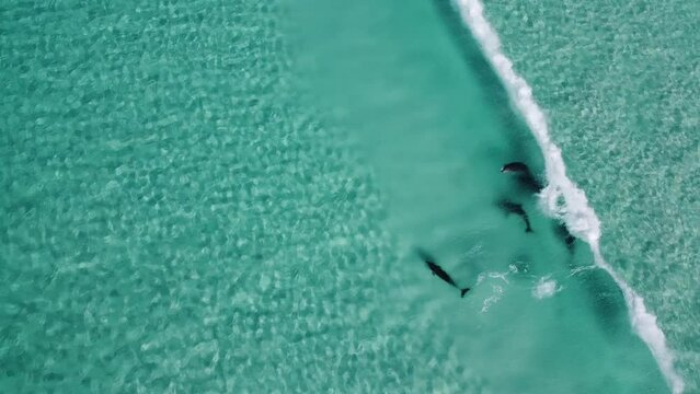 Drone video of five dolphins playing in the blue waves and transparent water in Esperance. 5 dolphins swimming in the shallows. Cape le grand national park, Western Australia.