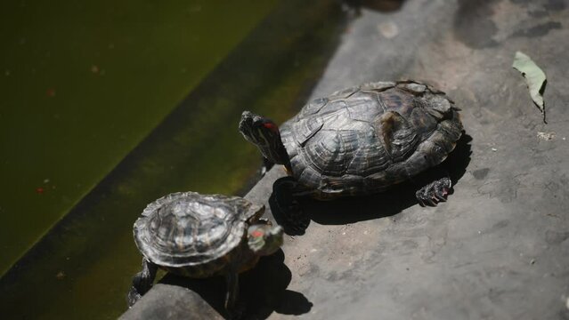 The turtle got out of the water, stretched out its paws and basks in the sun after swimming.Turtles meditates on a stone.Freshwater turtle.Animal protection concept.