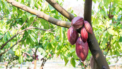 Cacao tree plant in a garden.