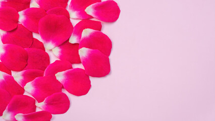 Petals of red rose on a pink background.