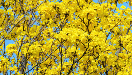 Yellow Handroanthus chrysanthus flower on a blue sky background.