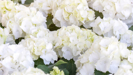 White hydrangea flower plant in a garden. - 717657180