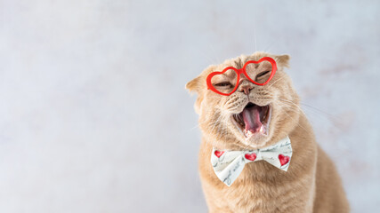 Laughing Valentines Day cat banner. Funny smiling cat wearing red heart shaped glasses and a bow...