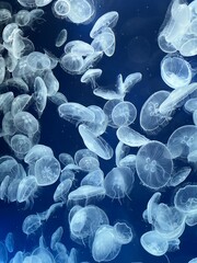 jellyfish under water © 婕宇 趙