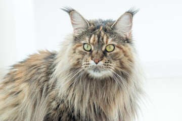 Cute furry Maine Coon cat with yellow-green eyes and long beige-brown fur. Close up portrait standing on white background. Large domestic long-hair breed, dense coat and ruff along chest. Front view.