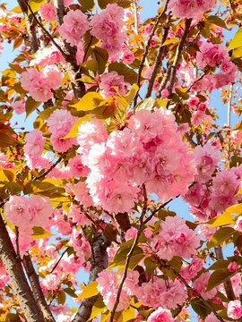 beautiful cherry flowers blossom in spring