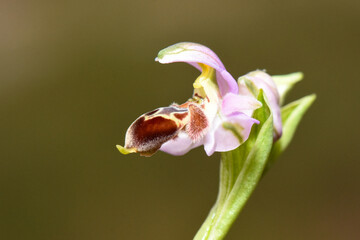 Fototapeta premium Pink Bee Orchid (Ophrys apifera) in Bloom. The delicate pink and white petals stand out against a softly blurred, natural green and brown background.