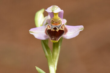 Orchid Close-Up. A photograph of the distinctive orchid with pink and brown color. Species is...