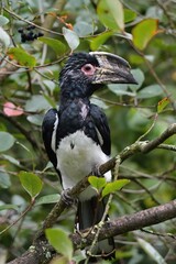 Close up photo of the trumpeter hornbill (Bycanistes bucinator) sitting on a branch. Safari Park Dvur Kralove. 