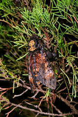 African death's-head hawkmoth // Totenkopfschwärmer (Acherontia atropos)
