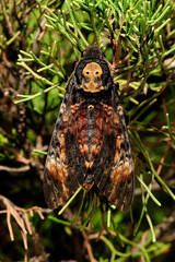 African death's-head hawkmoth // Totenkopfschwärmer (Acherontia atropos)