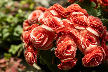 Indoor plants from a representative in the green house