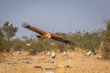 gyps fulvus or griffon vulture or eurasian griffon in flight with full wingspan at dumping yard of jorbeer conservation reserve bikaner rajasthan india asia