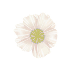 Vector watercolor flowers illustration on white background