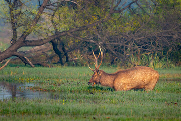 Wild male Sambar deer or rusa unicolor with big antlers long horns in natural scenic landscape wetland at forest of central india