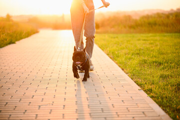Professional dog walker with a black French bulldog walks at sunset on a sunny day.Dog walking...