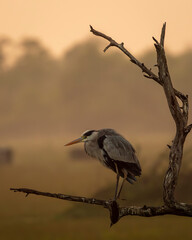 grey heron or Ardea cinerea perched in winter season sunset light at keoladeo national park or bharatpur bird sanctuary rajasthan india asia