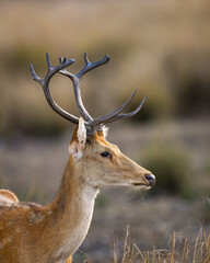 Male Barasingha or Rucervus duvaucelii or Swamp deer closeup or portrait of elusive and vulnerable...