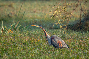 purple heron or ardea purpurea closeup or portrait in natural green background in winter season morning light at keoladeo national park or bharatpur bird sanctuary rajasthan india asia
