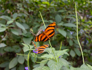 Schmetterling