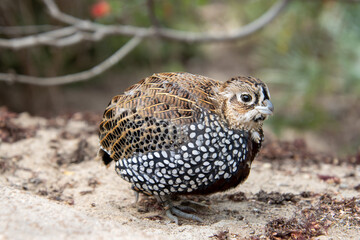 Vogel