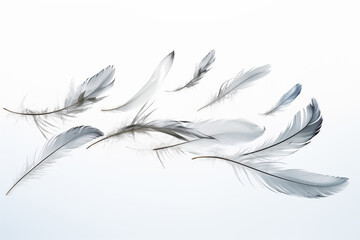 Feathers in flight on a white background