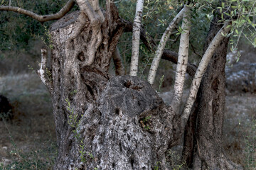 A perennial olive tree in a mountainous area