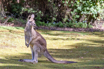 Forester kangaroo, Macropus giganteus joey, the largest marsupial in Tasmania, Australia.