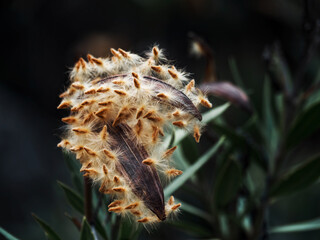 Close-up of leaves and seeds of the Leucadendron argentum tree or Silver tree. Natural natural background.