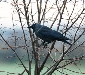 Bird, Rabe, crow, Wild, Natur, scheu, frech,