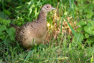 Pheasant hen in natural environment grass field meadow