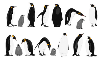 Collection of emperor penguins and their chicks. Emperor penguins Aptenodytes forsteri walk and stand. Realistic vector endemic animals of Antarctica