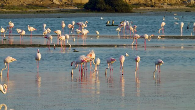 Group of flamingo birds feeding in shallow water