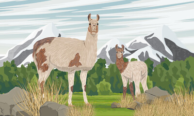 Family of mother and baby llamas stands in dry grass in a valley near a mountain range. Wild animals of South America. Realistic vector landscape